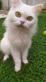 Portrait of white cat