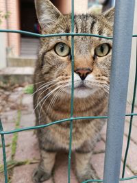 Close-up of cat