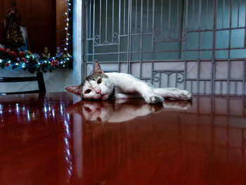 Portrait of a cat resting on floor at home