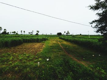 Scenic view of field against clear sky