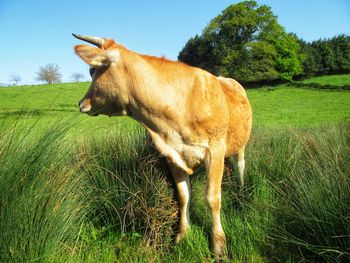 View of a horse on field