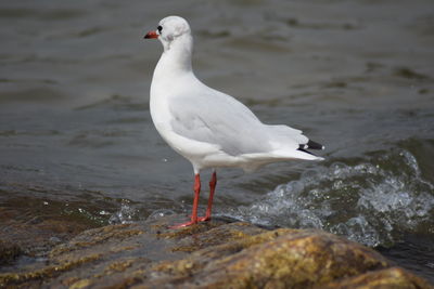 Seagull perching on a sea