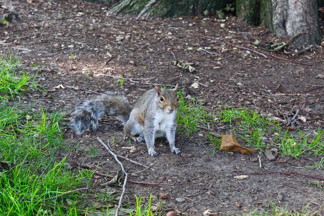 HIGH ANGLE VIEW OF TWO CATS ON FIELD