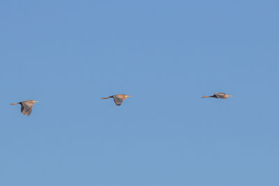 Low angle view of birds flying in sky