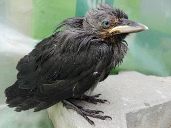 Close-up of a bird