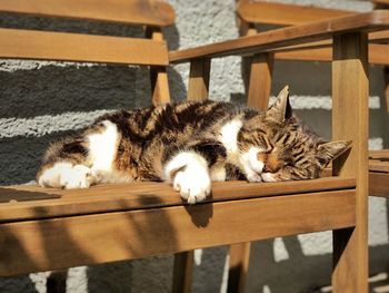 Cat sleeping on table