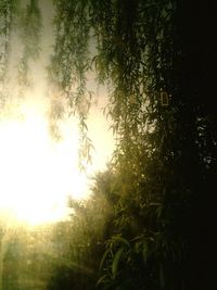 Trees growing in forest