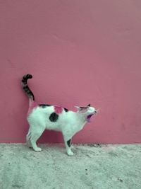 White dog standing against pink wall