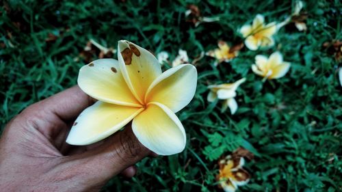 Close-up of hand holding yellow flowering plant