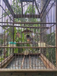 View of a cat in cage