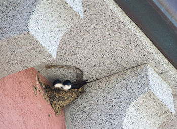 Close-up of cat on sand