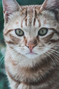 Close-up portrait of cat