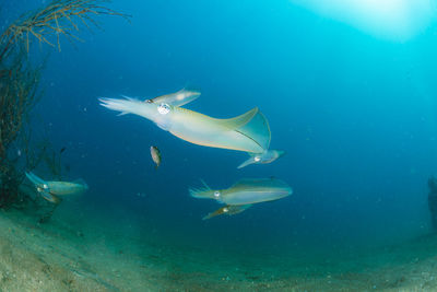 Spawning squid, wide angle