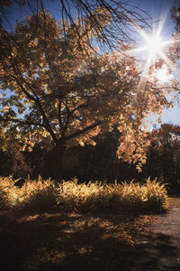 Trees in sunlight