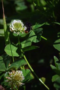 Close-up of bee pollinating on flower