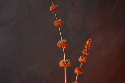 Close-up of wilted plant against orange background