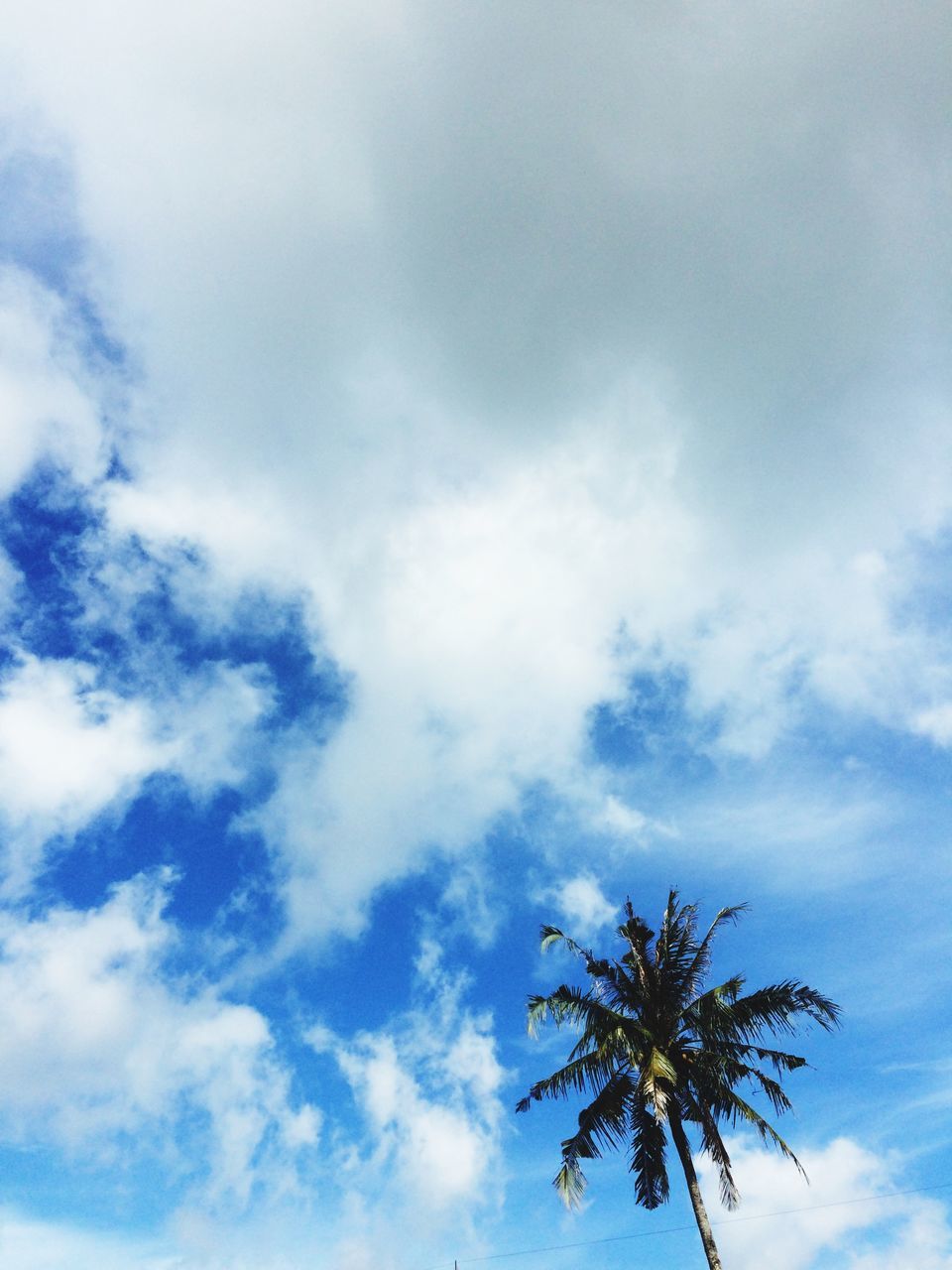 low angle view, sky, tree, palm tree, beauty in nature, cloud - sky, nature, tranquility, growth, scenics, cloudy, cloud, treetop, high section, tranquil scene, day, outdoors, no people, blue, silhouette