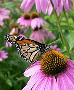 Close-up of butterfly pollinating on pink flower