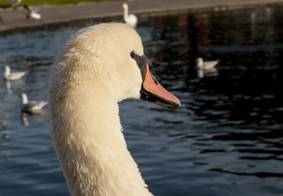 Close-up of swan swimming in lake