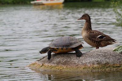 Duck and tortoise