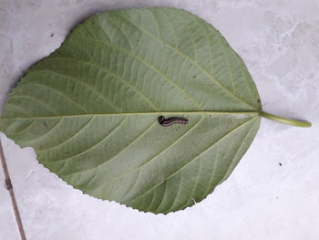 High angle view of plant leaves during winter