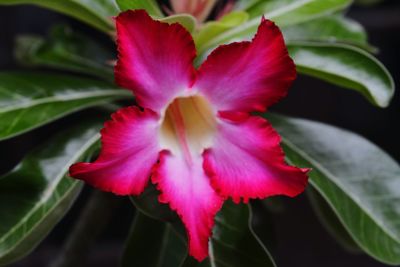 Close-up of red hibiscus flower