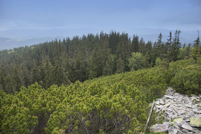 Scenic view of trees against sky