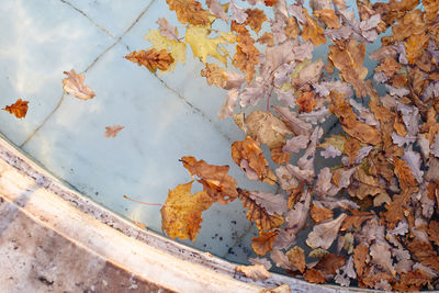 Fallen different colourful leaves floating in swimming pool water. autumn time, foliage concept