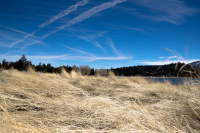 Scenic view of grassy field against blue sky