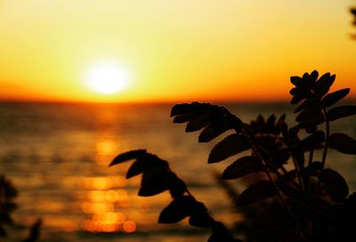 Close-up of silhouette plant against orange sky