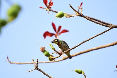 Low angle view of berries on tree against sky