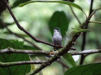 Andean emerald-andenamazilie-agyrtria franciae hummingbird
