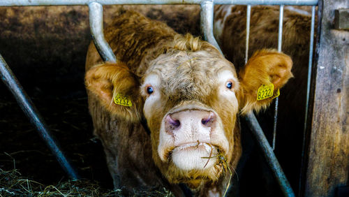 Portrait of cow in pen