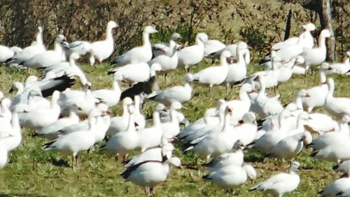 Flock of birds on field