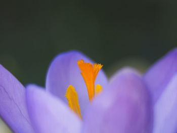 Close-up of purple crocus flower