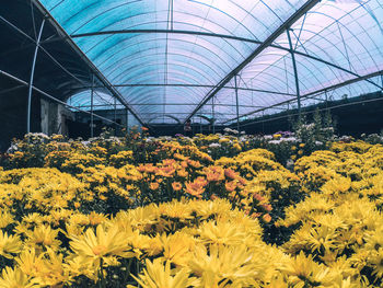 Yellow flowering plants in greenhouse