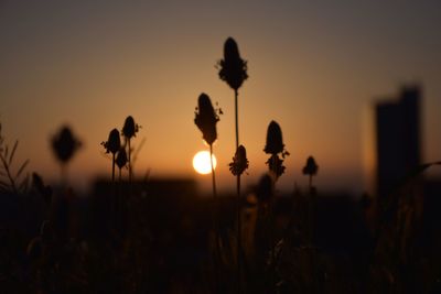 Silhouette plants growing on field against sky during sunset