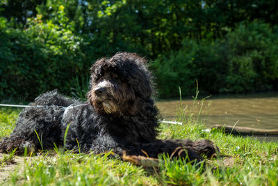 Small dog sitting on grass