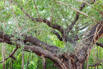 Trees growing in forest