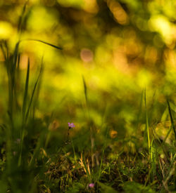 Close-up of flowering plants on field