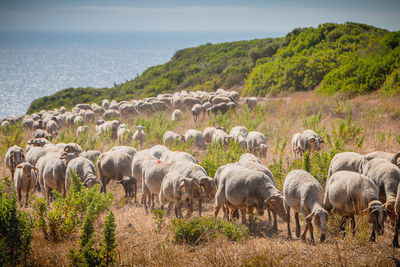 Flock of sheep on field