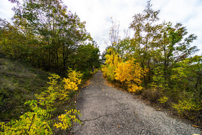 Road amidst plants and trees against sky