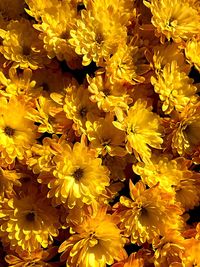 Close-up of yellow flowers