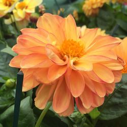 Close-up of yellow flower