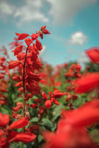 Close-up of red flowering plants against sky