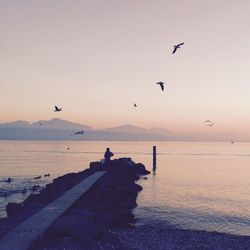 Silhouette birds flying over sea against sky