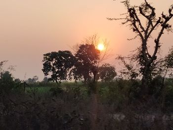 Trees on field against sky during sunset