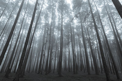 View of trees in forest