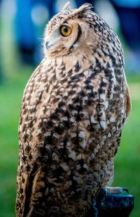 Close-up of owl perching outdoors