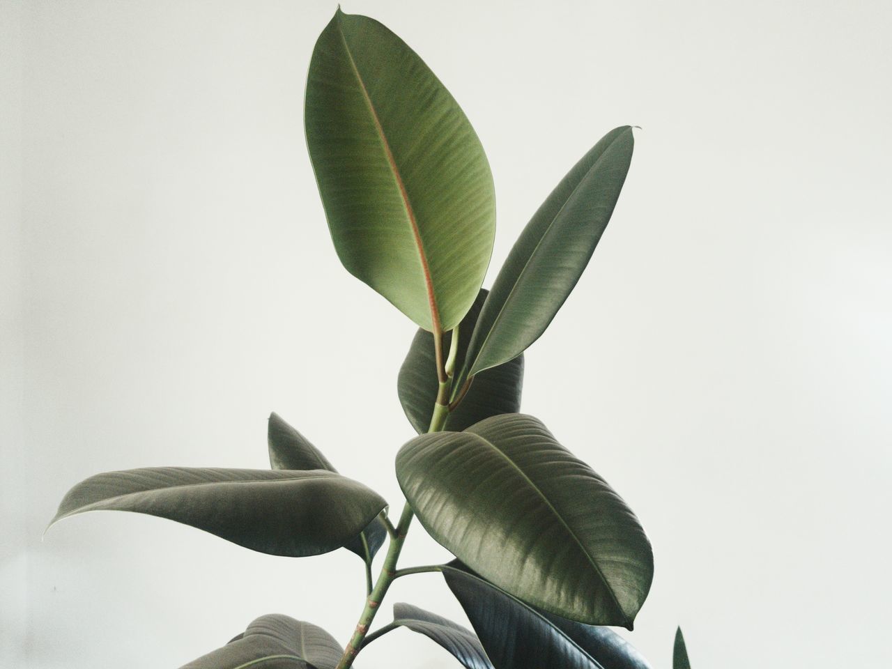 CLOSE-UP OF LEAVES AGAINST SKY